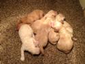 Goldendoodles Born 9-20-13 for Sale|Iowa Breeder located near Minnesota|Puppies ready soon!